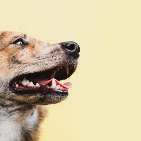 glaucoma en perros enfermedad ocular canina