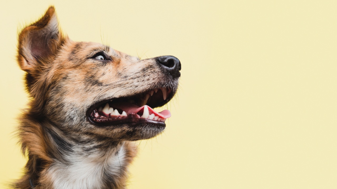 glaucoma en perros enfermedad ocular canina