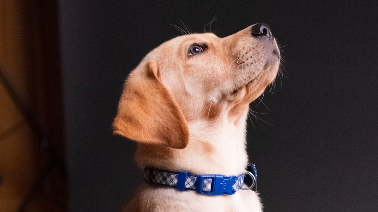 señales de que mi perro me quiere