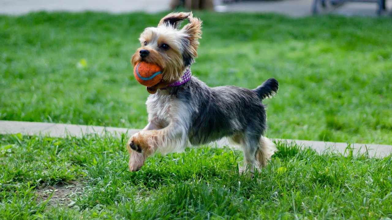 señales de que mi perro me ama