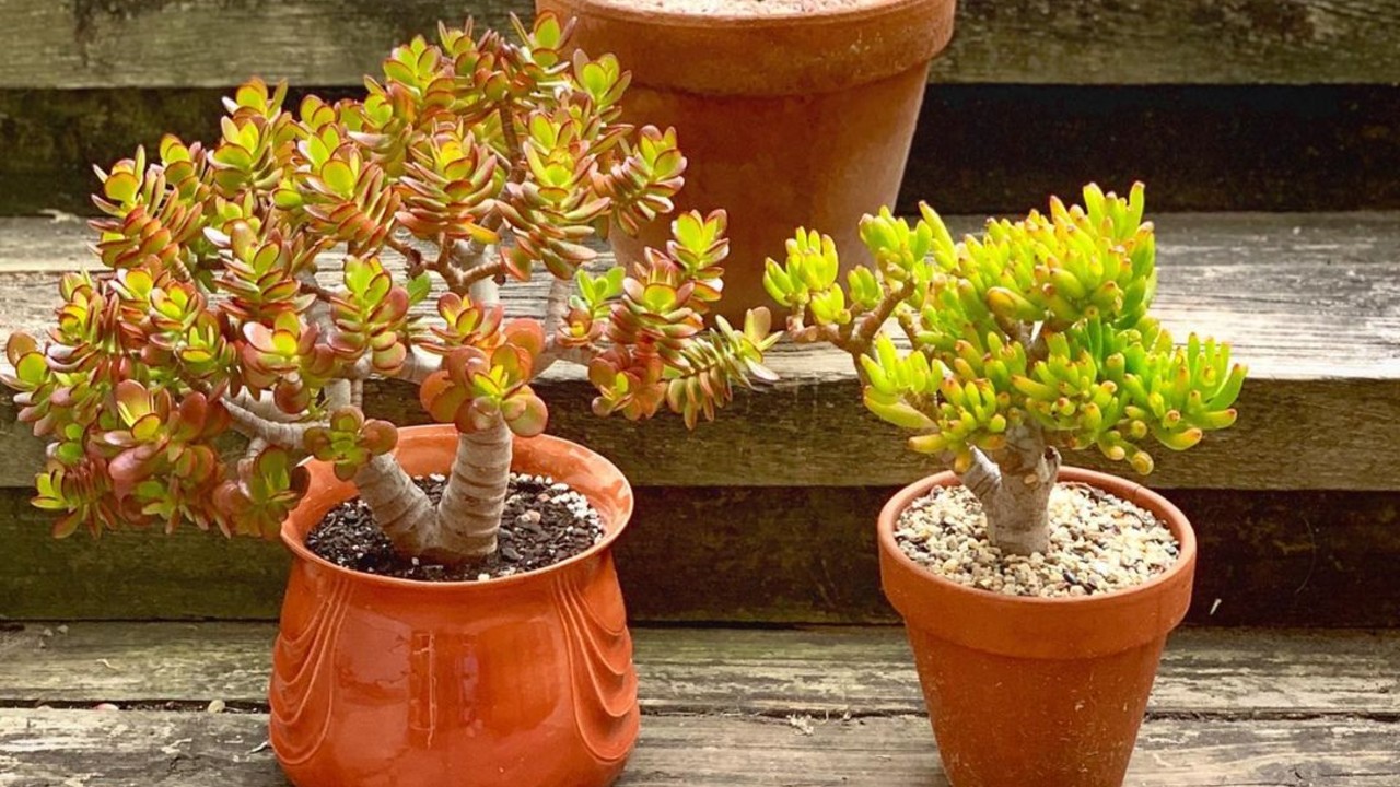 Planta de jade para atraer la abundancia 