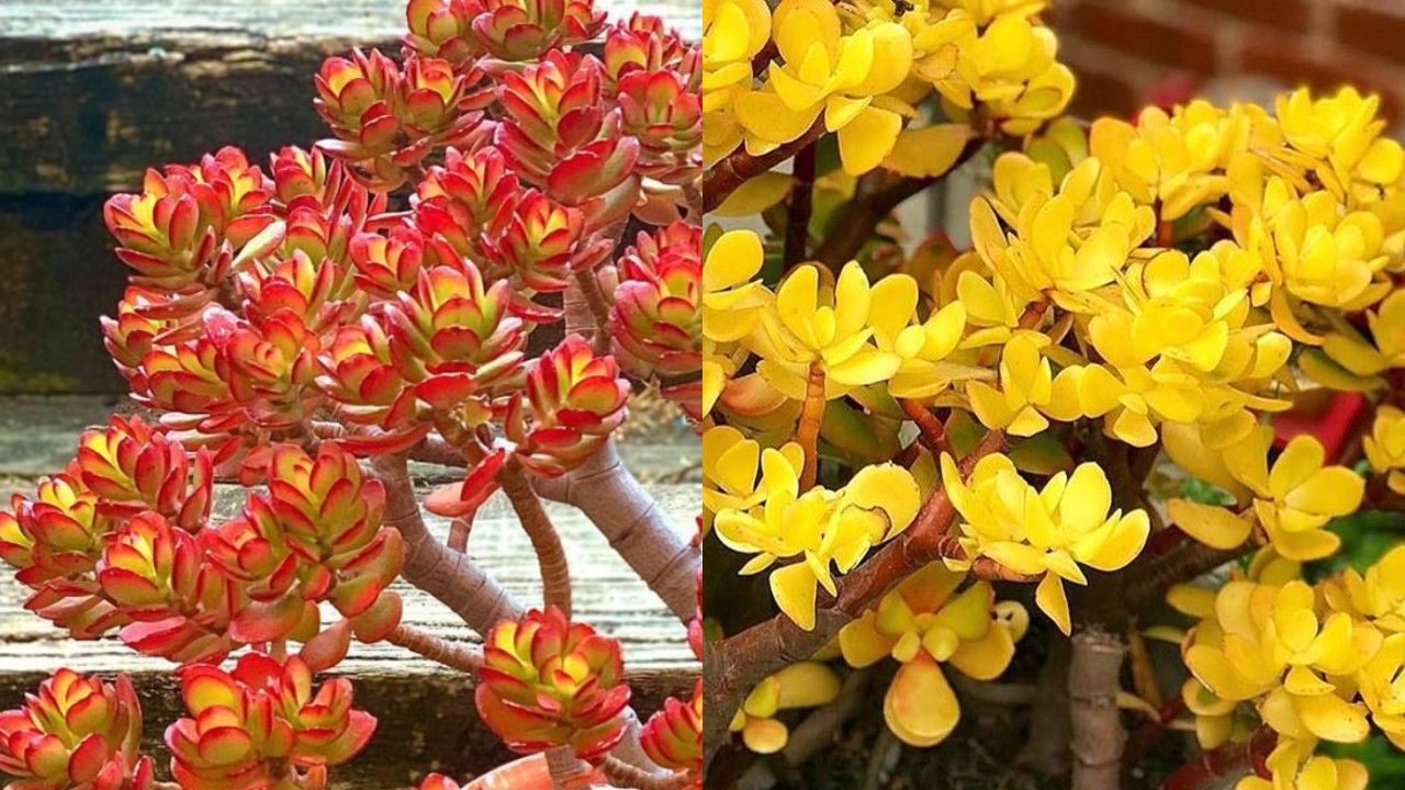 plantas de jade feng shui para atraer la prosperidad
