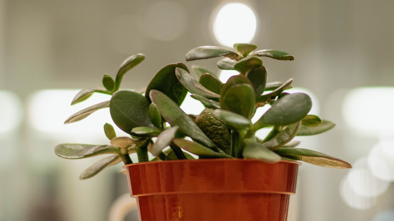 plantas para atraer la abundancia y el dinero