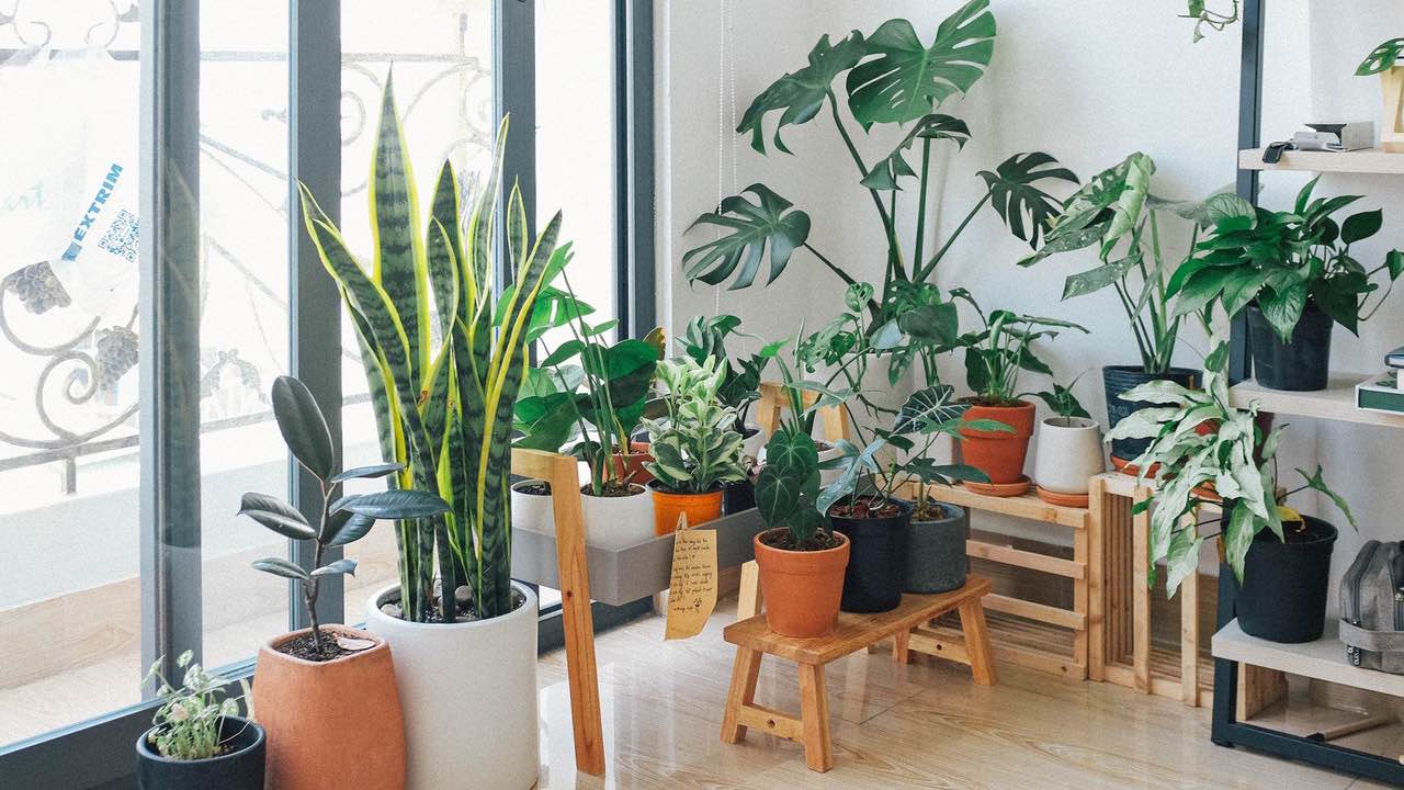 plantas de interior errores en el cuidado