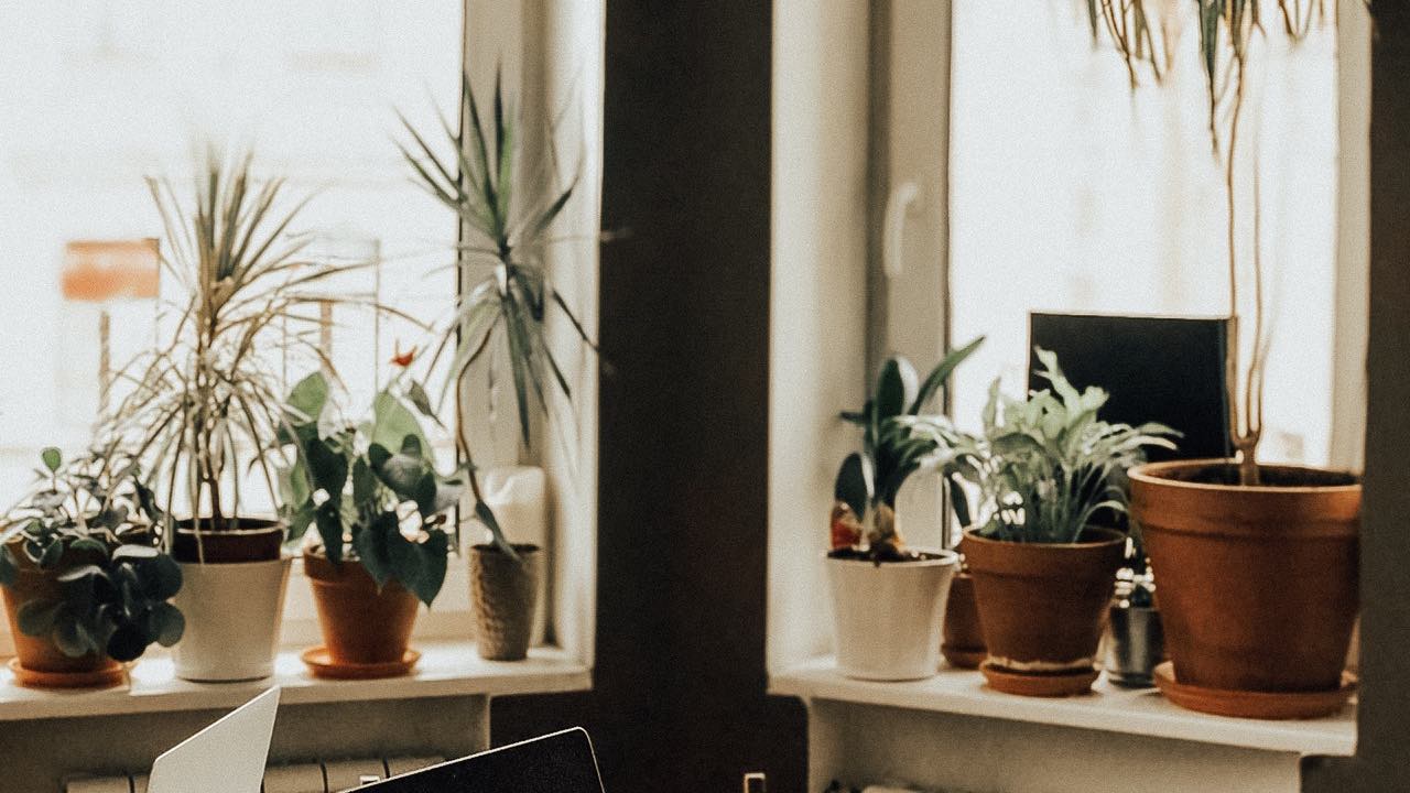 plantas de interior errores en el riego