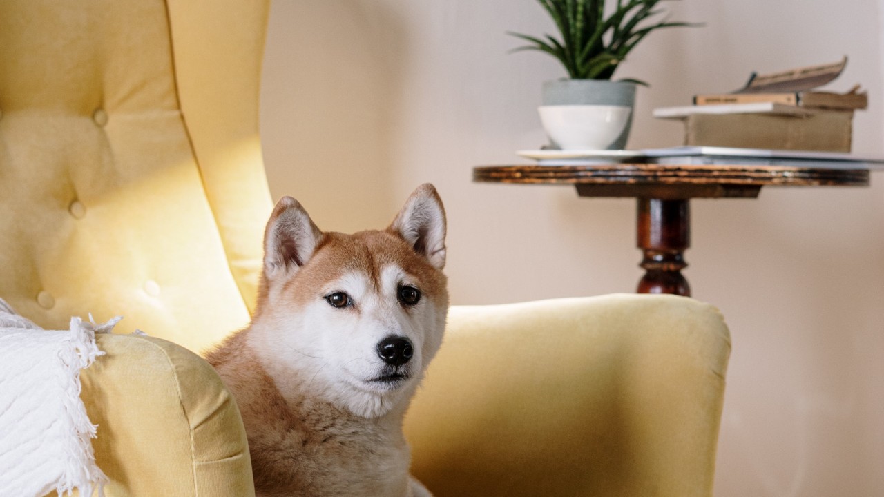 que plantas son toxicas para mi mascota