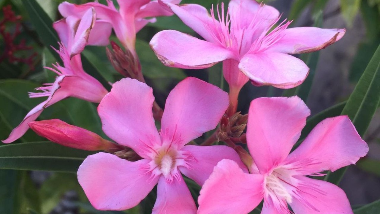 cuales son las plantas que matan a los perros