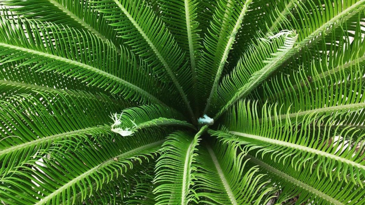 cuales son las plantas que enferman a los perros