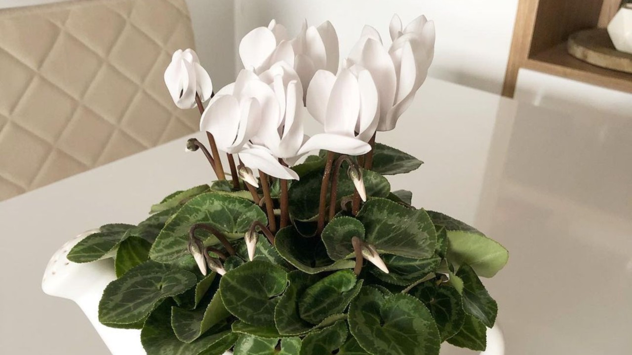 plantas que envenenan a los perros