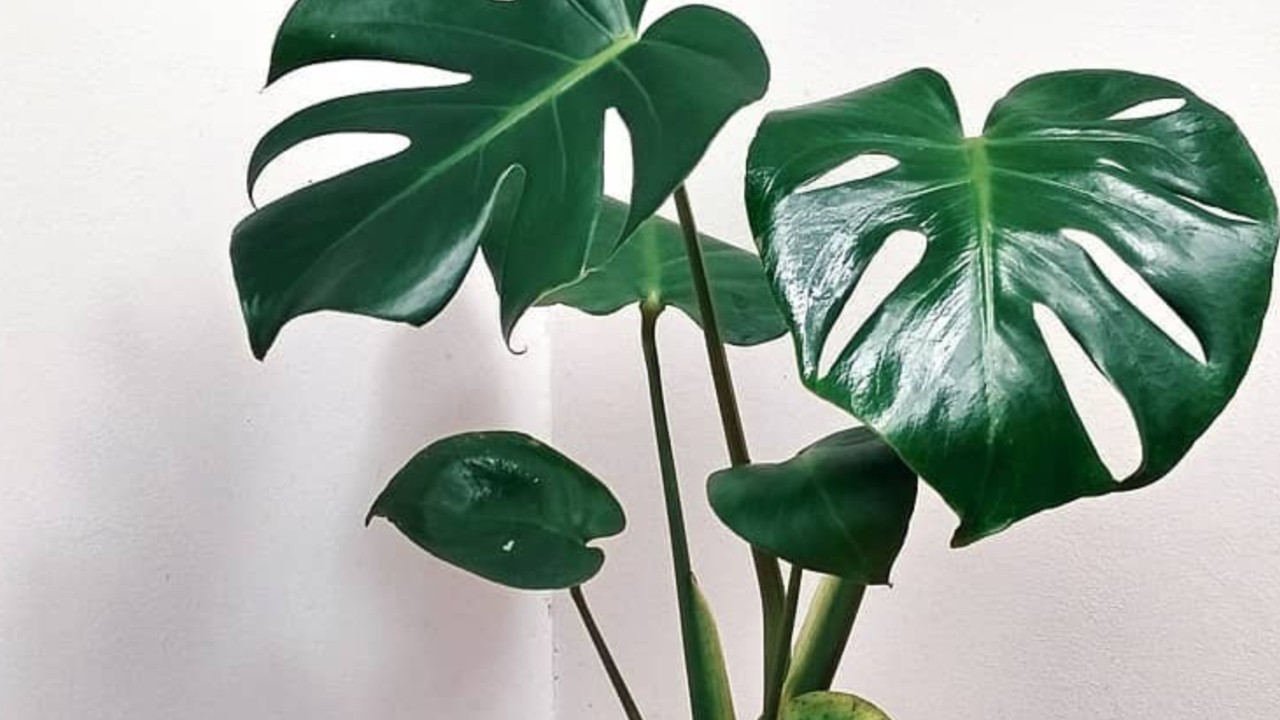 que plantas son dañinas para los perros