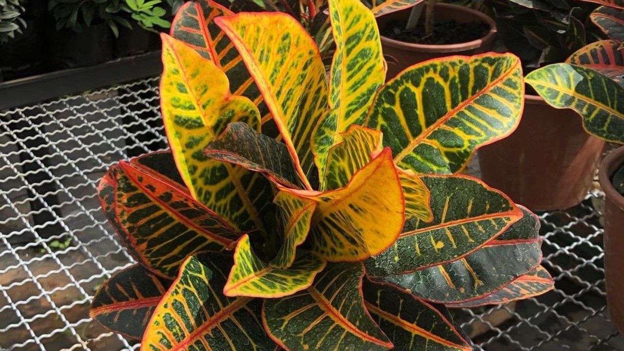 tipos de plantas que son dañinas para mi mascota