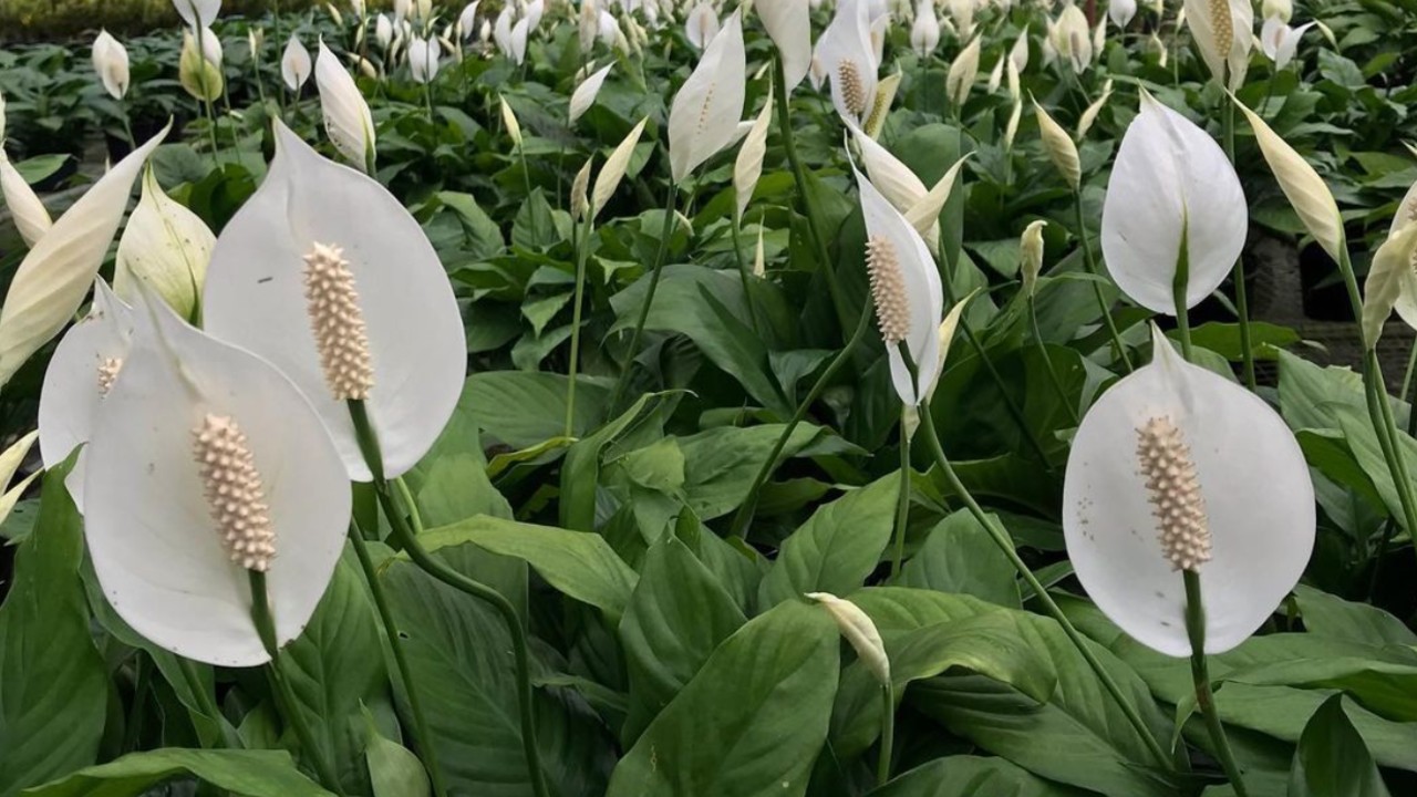 plantas tóxicas en casa para perros
