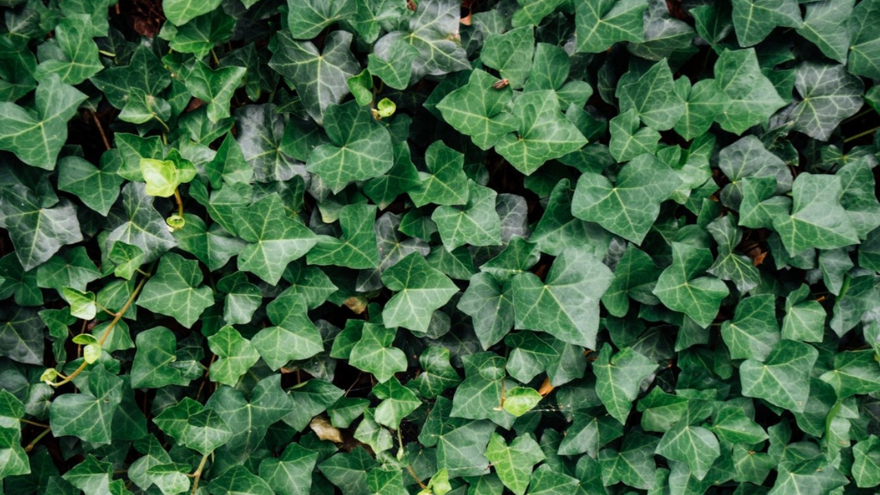 plantas que le hacen daño a los perros