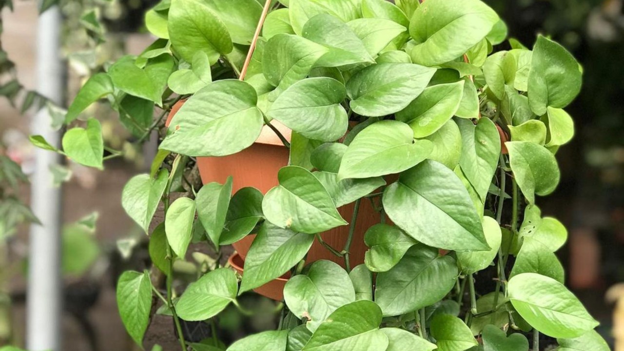 perros y plantas toxicas cuales son