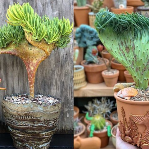 suculenta cola sirena planta especie cuidados