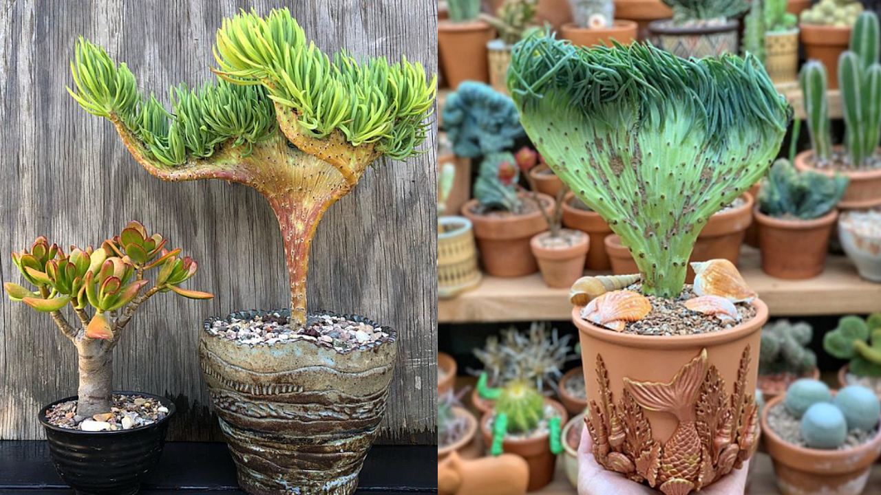 suculenta cola sirena planta especie cuidados