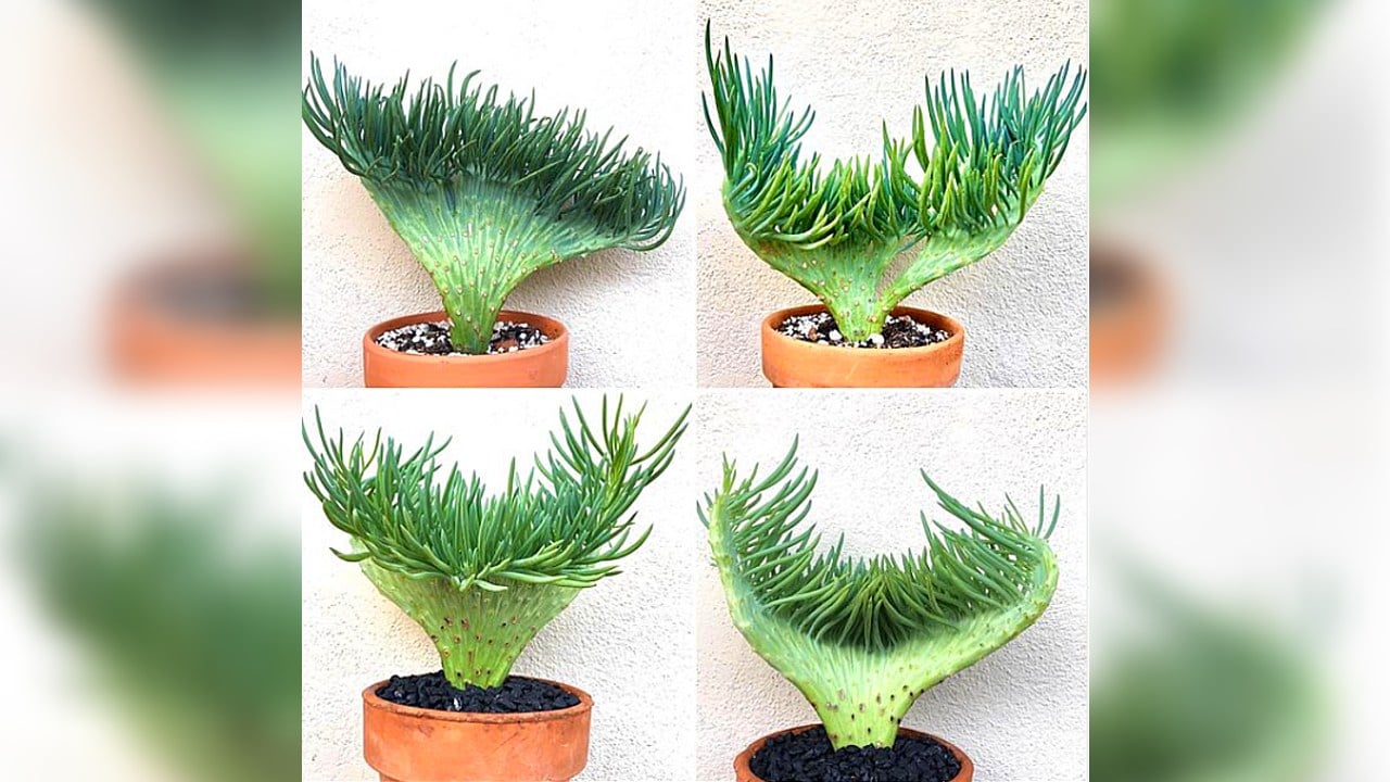 suculenta cola de sirena plantas especie cuidados