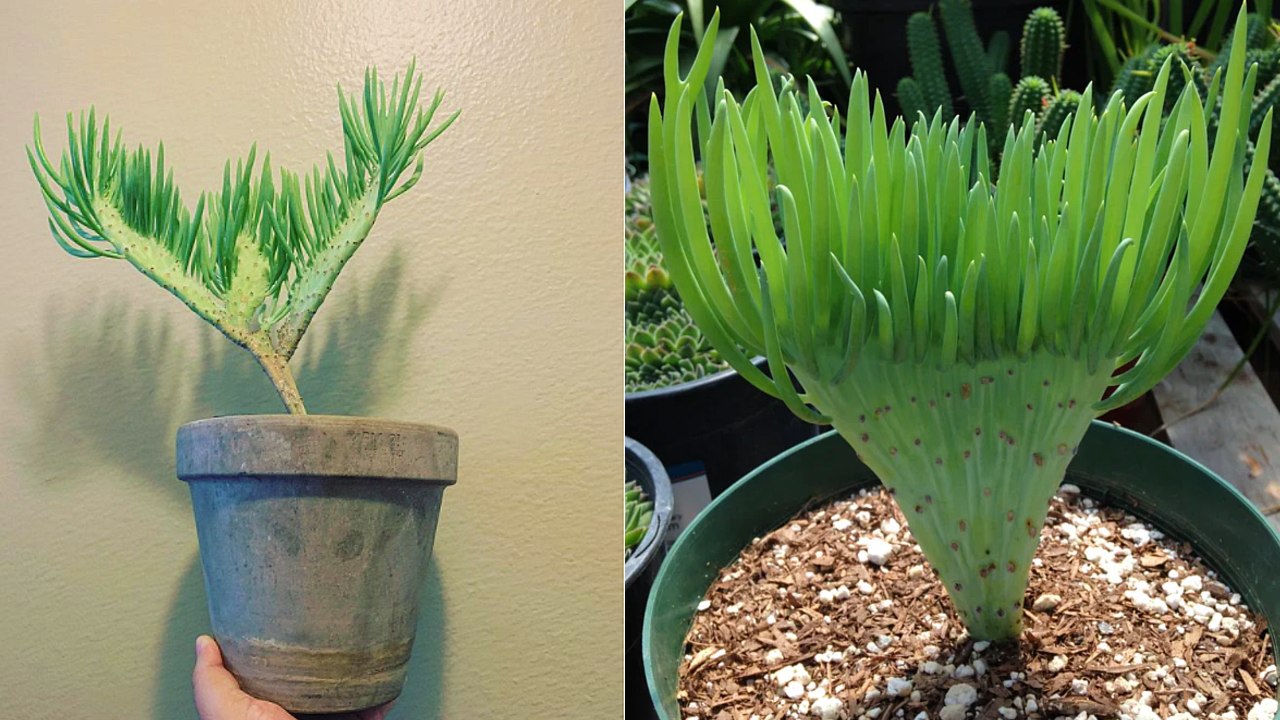 suculenta cola de sirena especie de planta sudafricana cuidados