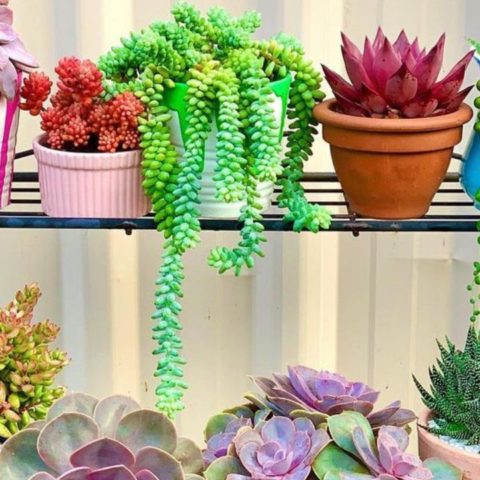 suculentas colgantes y sus nombres