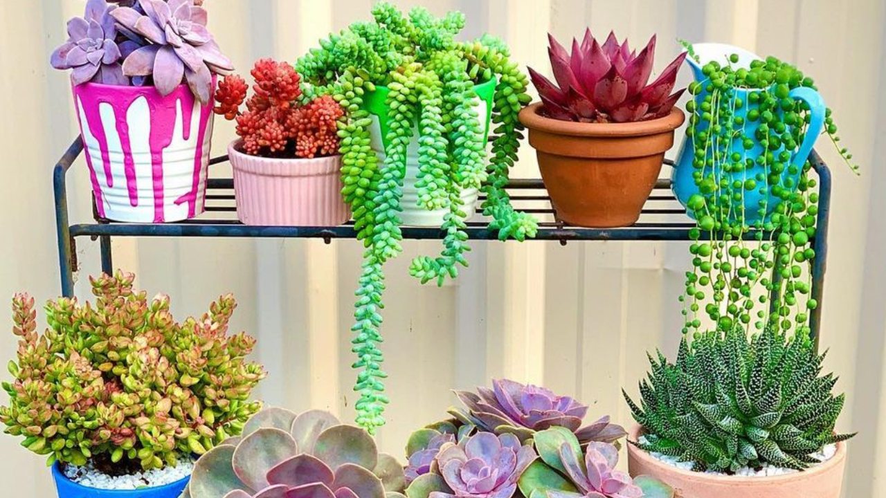 suculentas colgantes y sus nombres