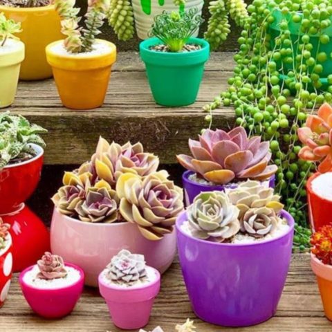 suculentas nombres y cuidados