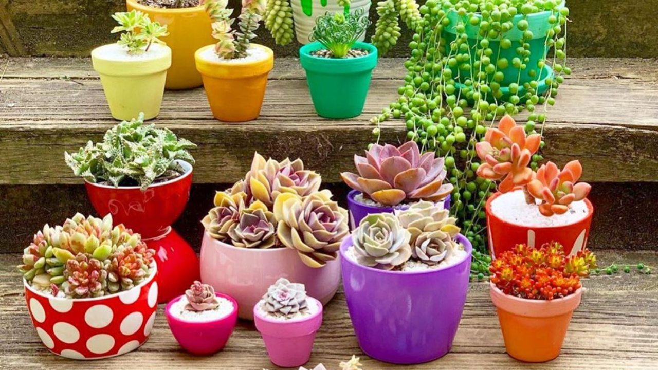 suculentas nombres y cuidados