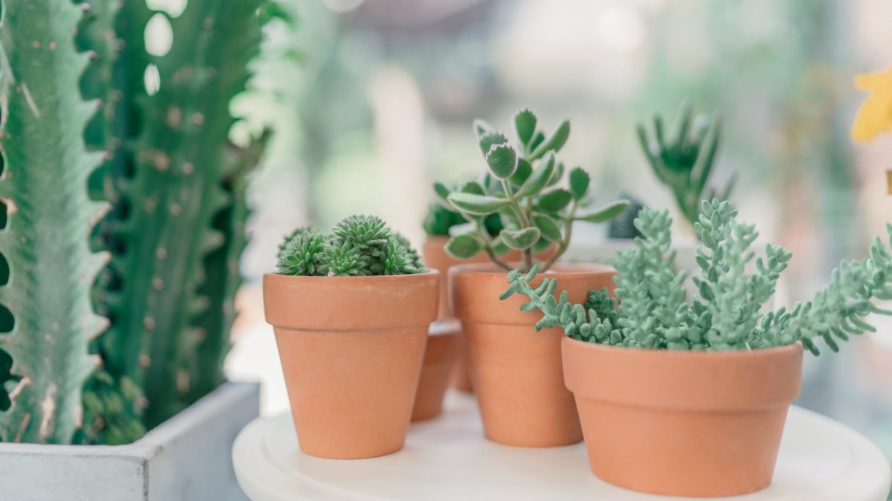 como cuidar y cultivar suculentas aloe vera