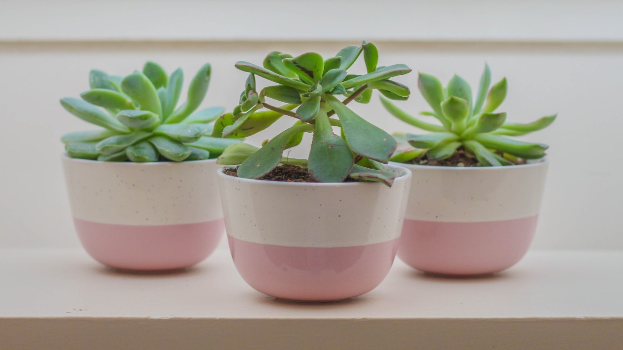 nombres y cuidados de las suculentas