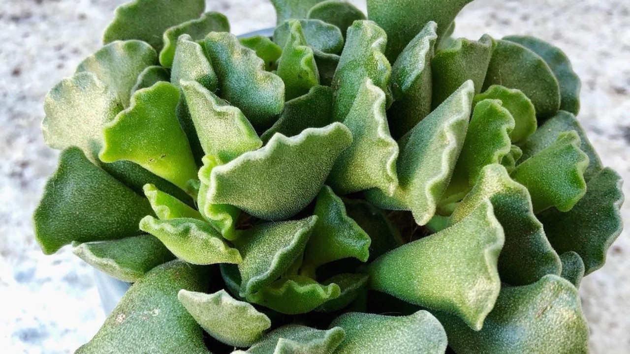 cuales son los cuidados de suculenta adromschus