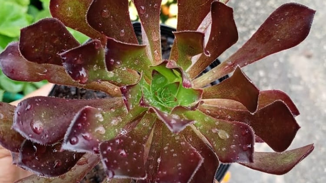 como cultivar la suculenta aeonium
