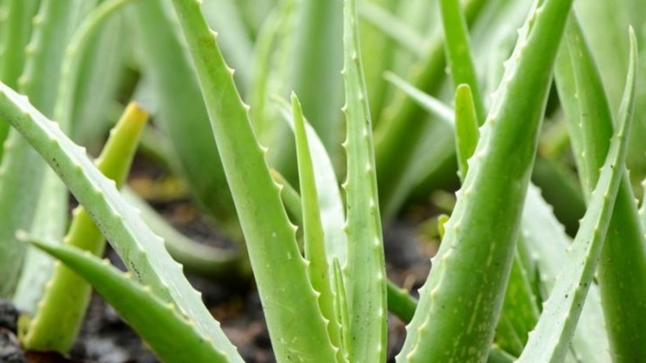 como cultivar la suculenta aloe vera