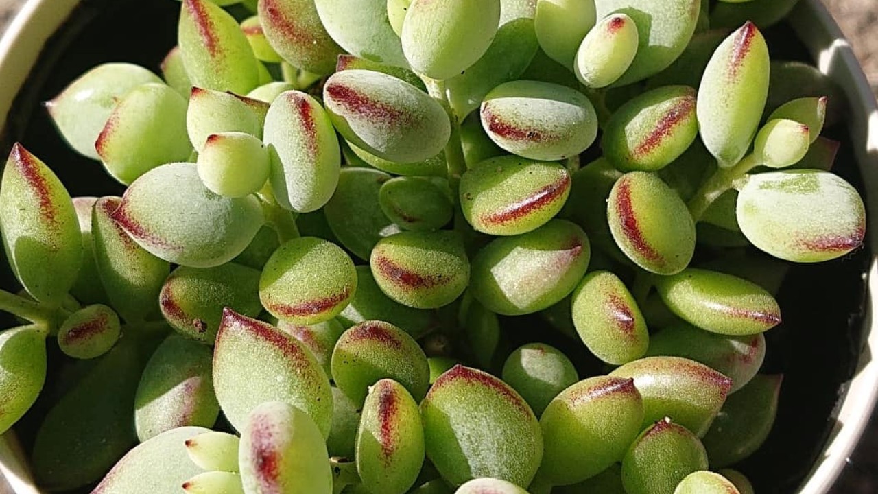 cuales son los cuidados de suculenta cotiledon