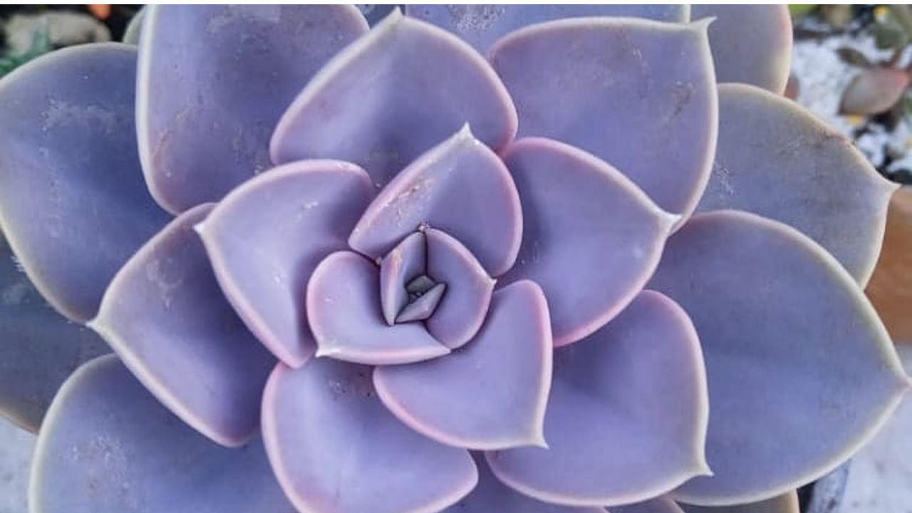 cuales son los cuidados de suculenta echeverría