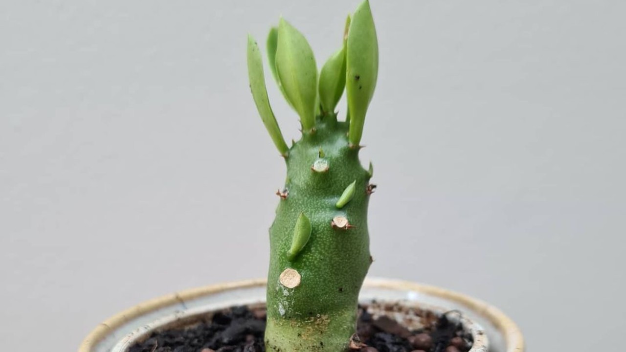 como cultivar la suculenta euphorbia