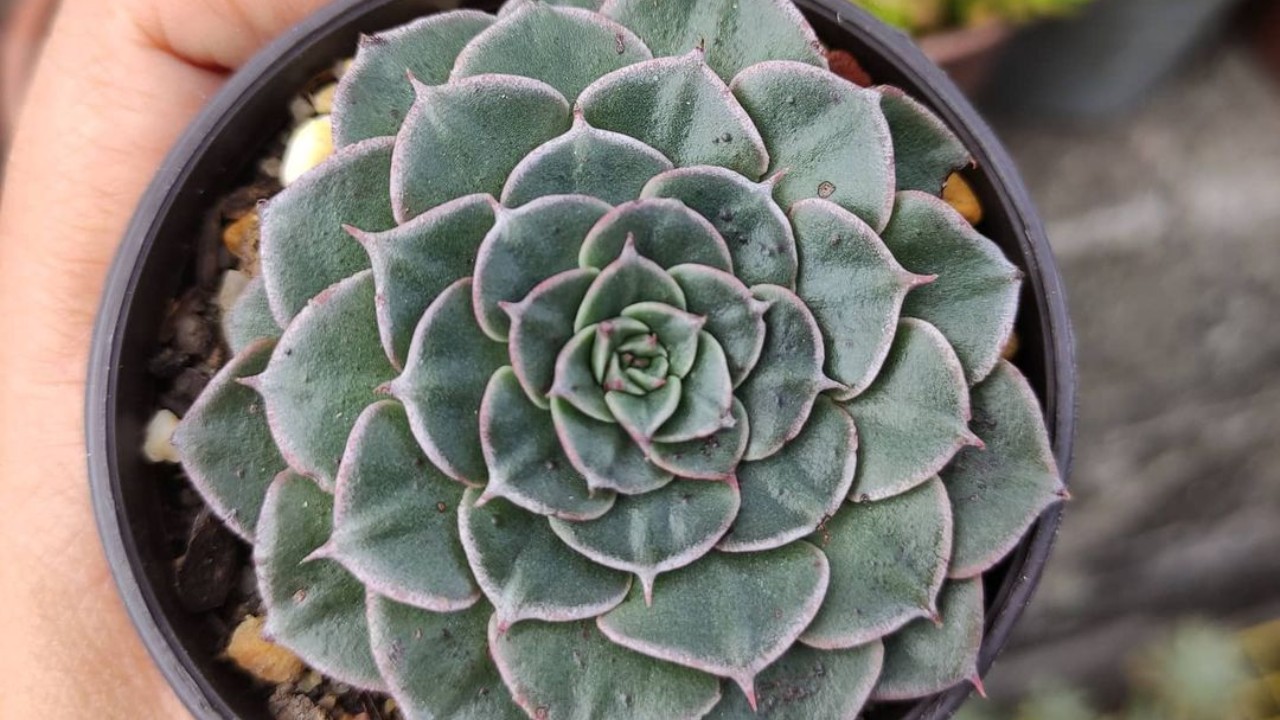 cuales son los cuidados de suculenta