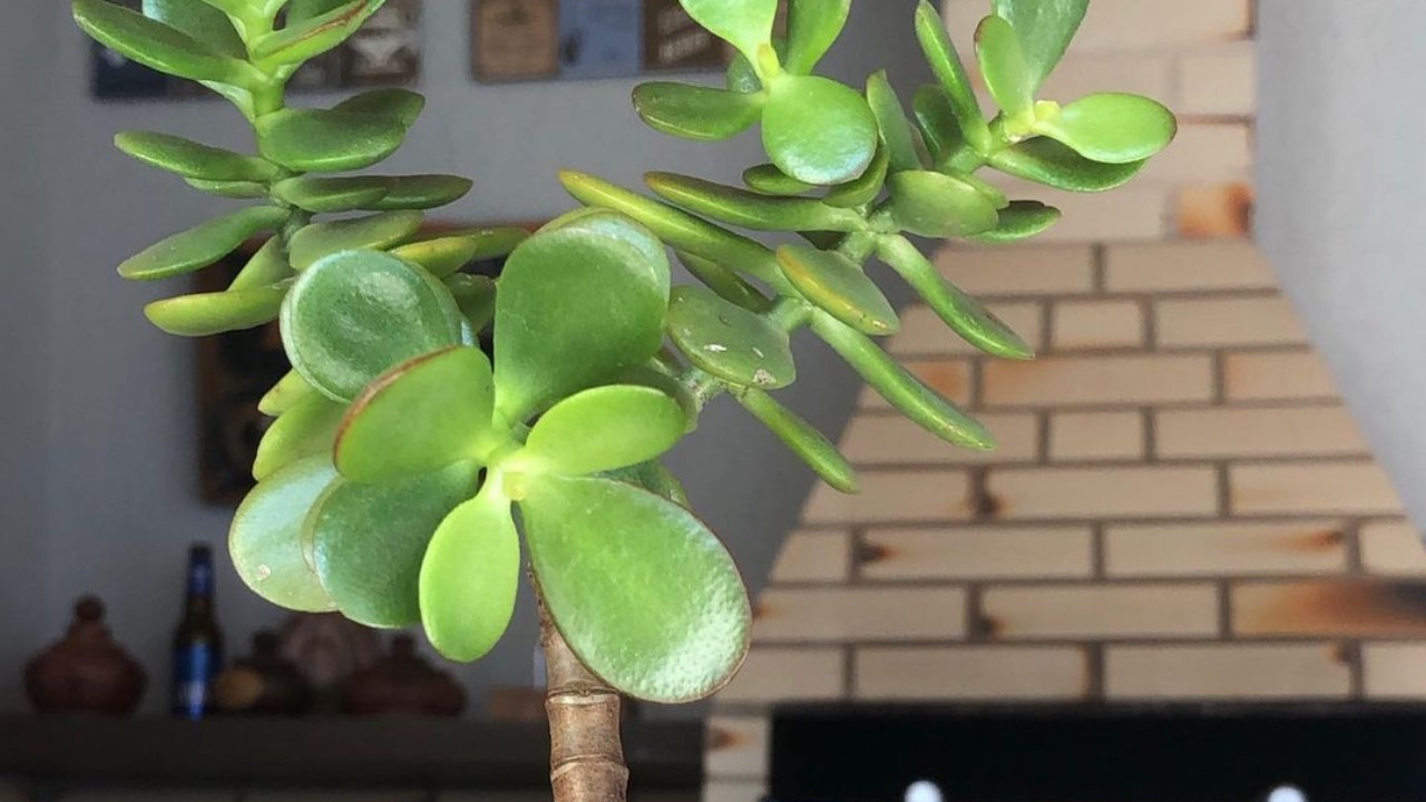 cuales son los cuidados de suculenta jade