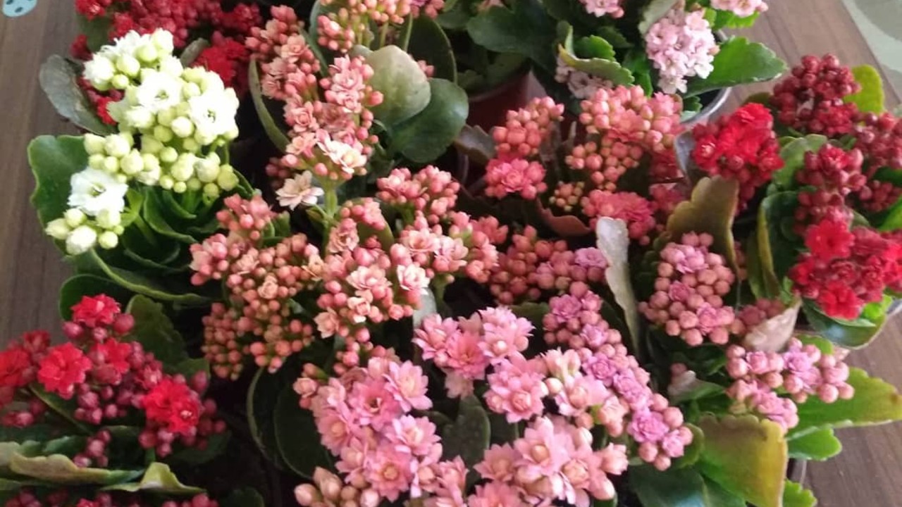 como cultivar la suculenta kalanchoe