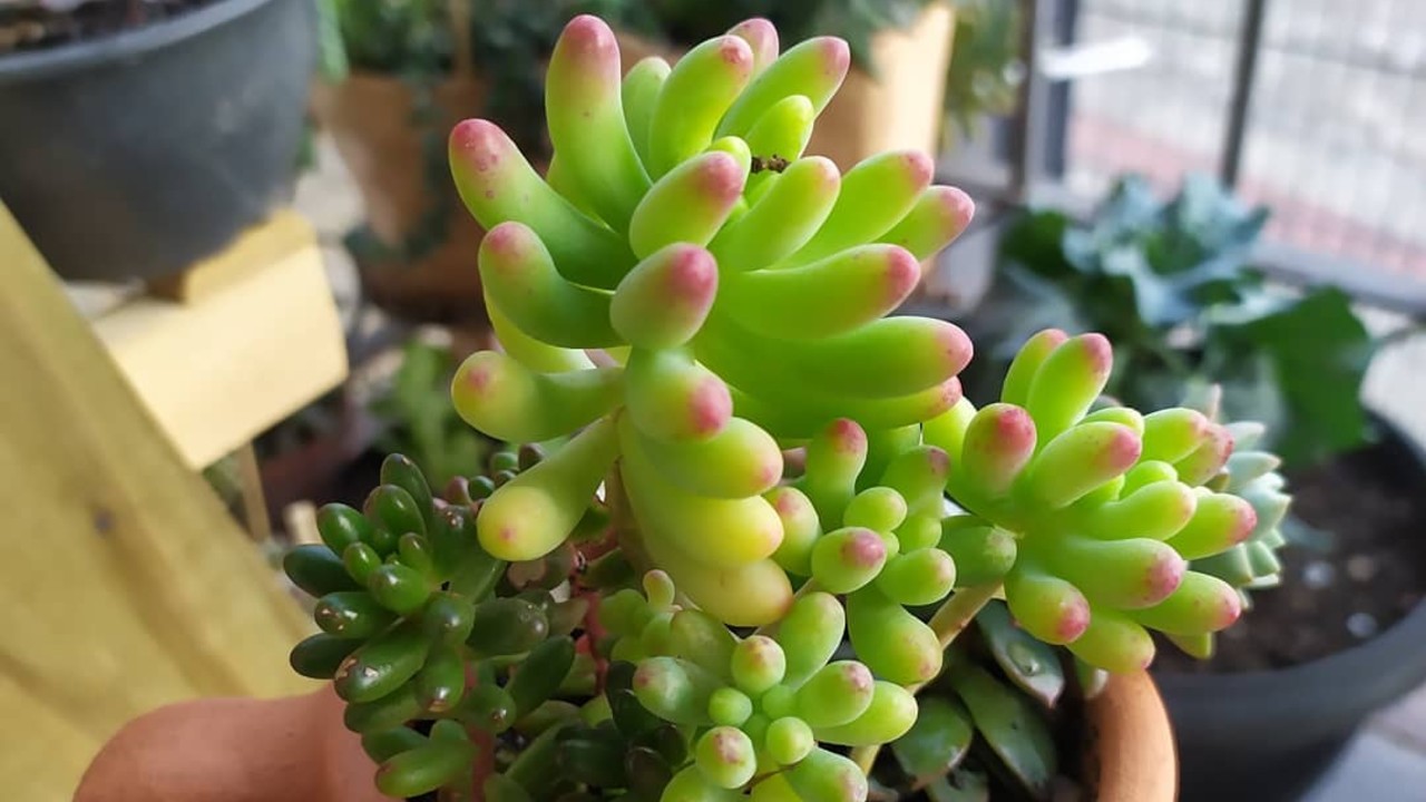 como cultivar la suculenta sedum