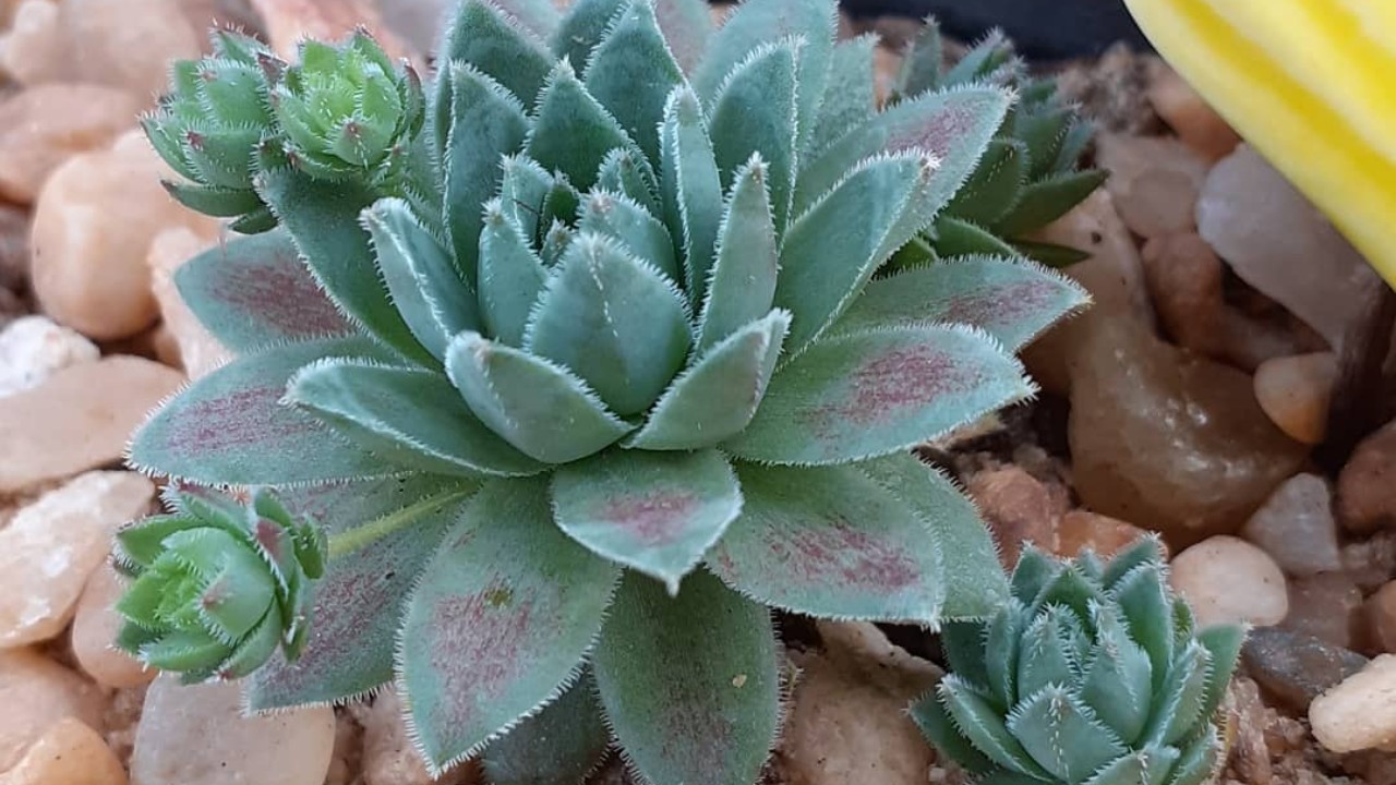 como cultivar la suculenta sempervivum