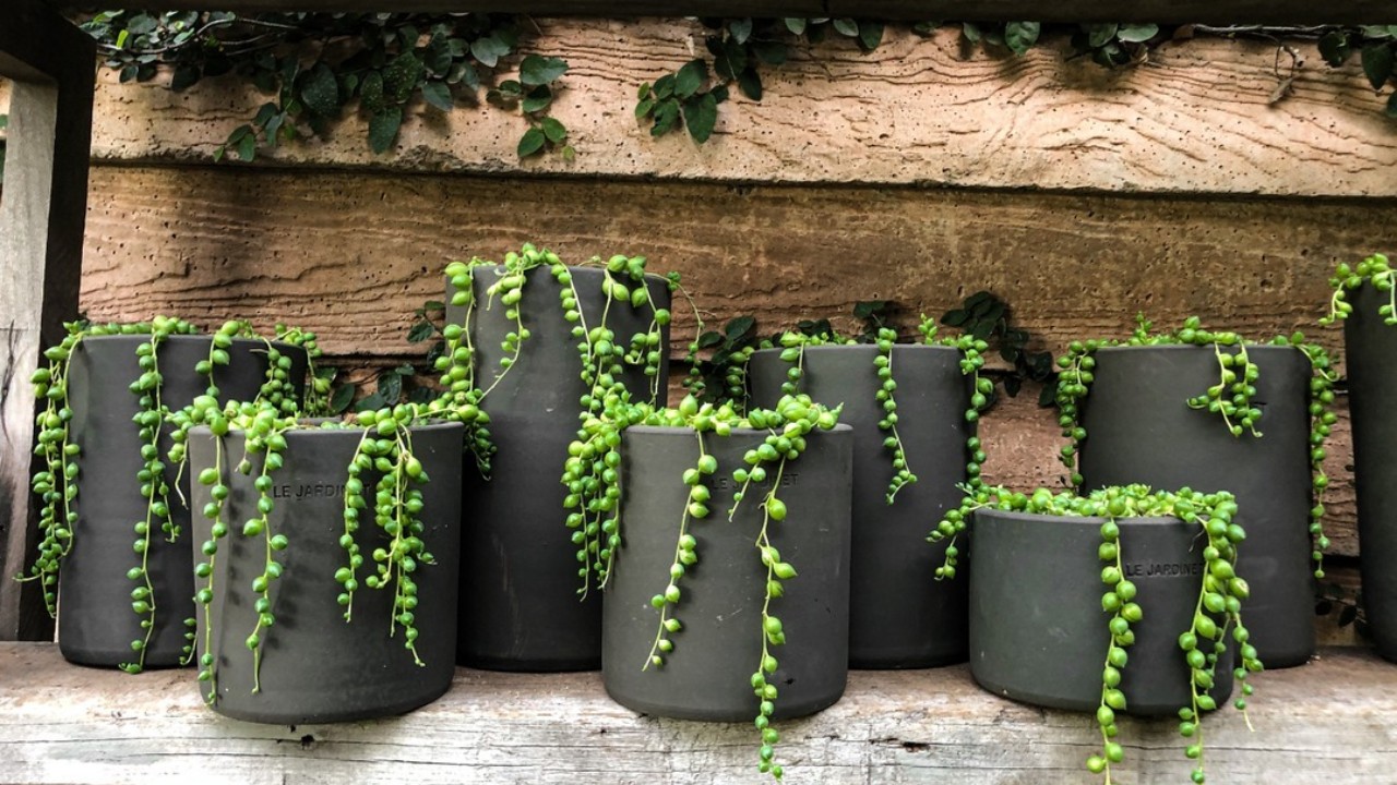 cuales son los cuidados de suculenta senecio