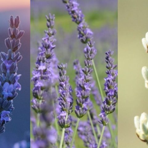 Tipos y nombres de lavanda