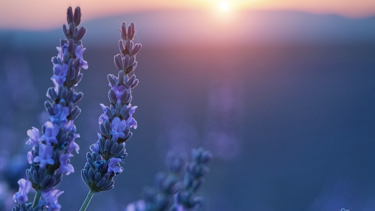 Lavandula canariensis tipos de lavanda 