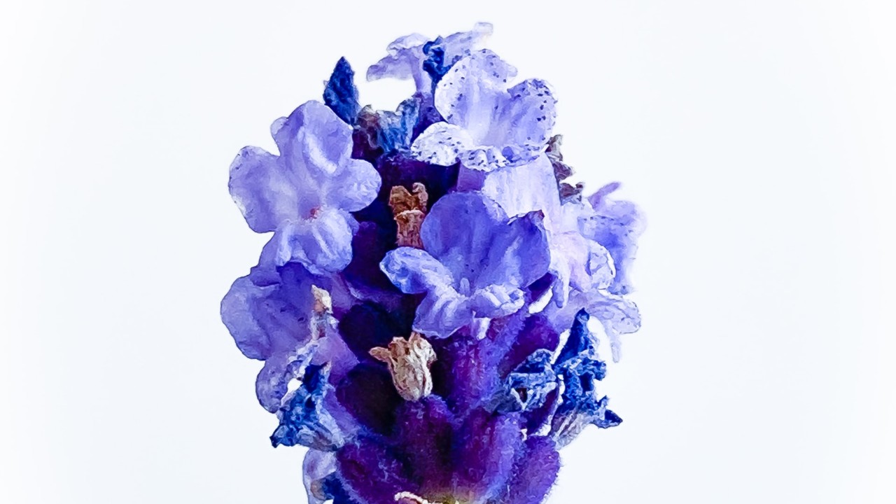 qué tipo de lavanda elegir por su forma hybrida