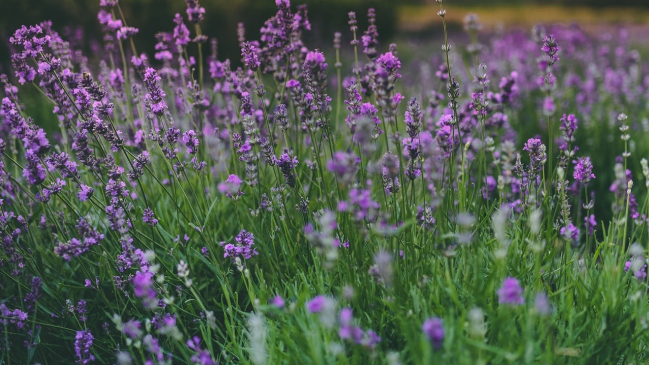 tipos de lavanda lavandula allardi 