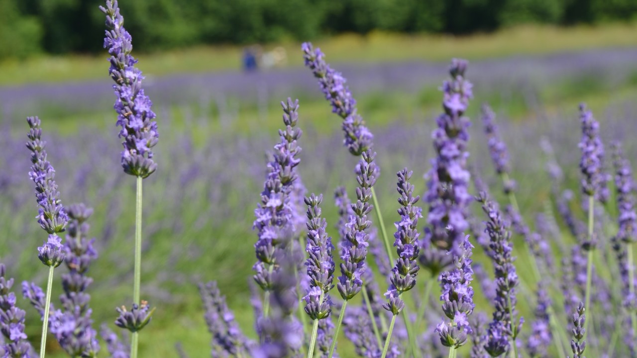 forma y tipos de lavanda que existen lavandula dentata