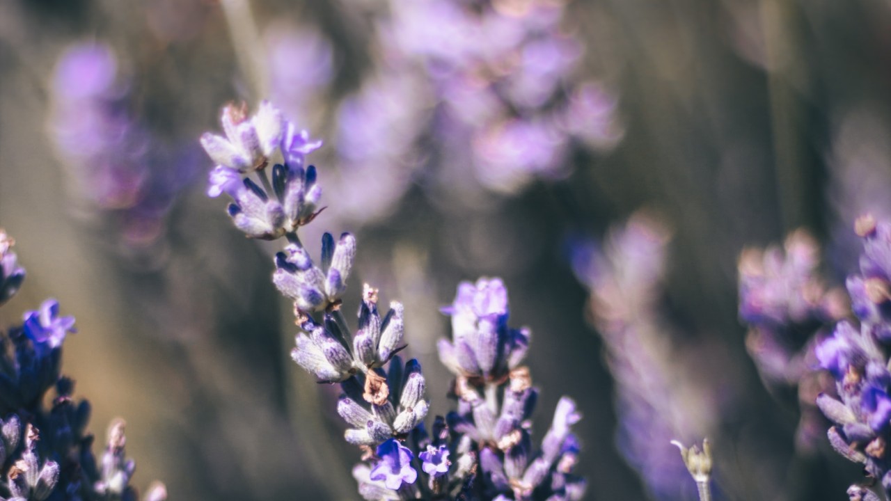 como elegir un tipo de lavanda lavandula latifolia