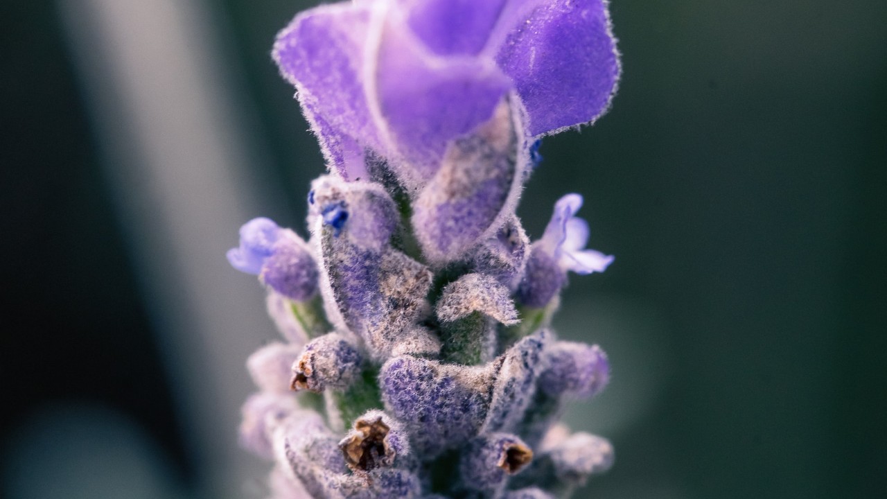 a que huele la lavanda lavandula stoechas