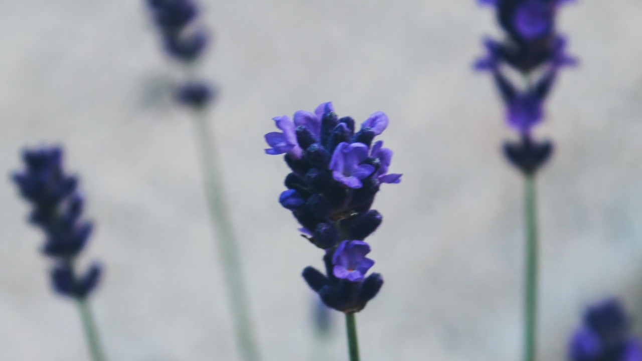 cuantos tipos de lavanda existen pinnata