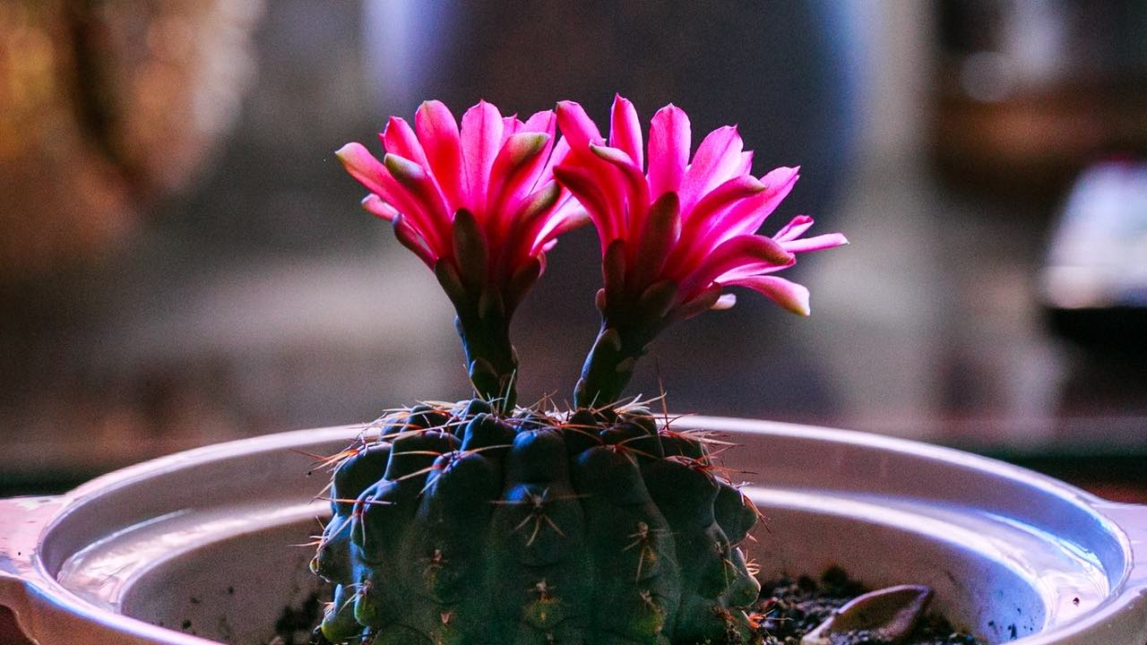 hacer que tus cactus florezcan consejos