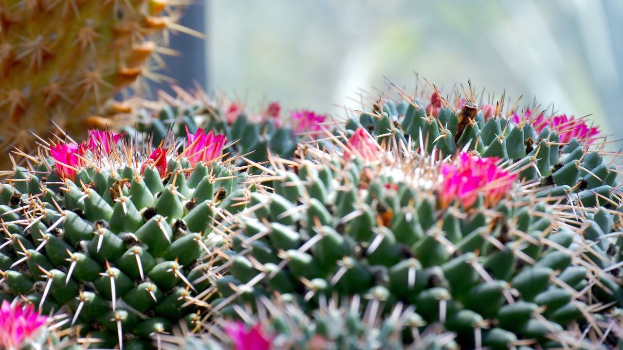 hacer que tus cactus florezcan jardinería